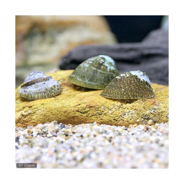 _aqua　熱帯魚・エビ他　貝　石巻・サザエ・フネアマ　フネアマガイ　フネアマ貝　３匹　食べさせる　船蜑貝　淡水アワビ　タートルスネール　20120125　YI　fs13cd_three　upgradeebi141029　tankkeepe...