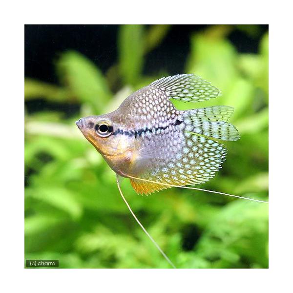 PF_SPQ　_aqua　fish_database　熱帯魚・エビ他　グラミー・アナバス　グラミー・リコリス　バルーンパールグラミー　バルーンパールグーラミィ　バルーンパールグーラミー　１匹グラミー　グラミーの仲間　Ｔｒｉｃｈｏｇａｓｔｅｒ...