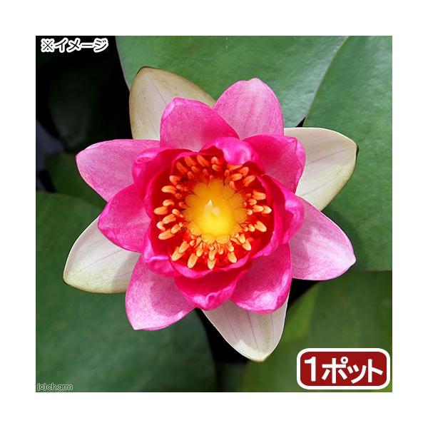 irIg[vj@@ѐ@iXCjiԁj@CfBPEtQX@k@er@iP|bgjixԁj