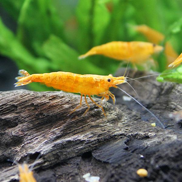 熱帯魚・エビ他　ヌマエビ系　オレンジチェリーシュリンプ　８匹　orange_cherry　20120422　YI　MS0104　エビ生体　kaijyo　top_ebi0307　top_ebi0314　2305ehstcupon　y12m04