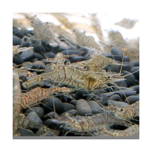 PF_SPQ　数量：10g　ikie_check　ikirb_ebi　生き餌　えさ　アロワナ　_kame　_aqua　_hachu　アクア用品　餌　給餌器　生餌　ブライン　餌用　エサ用スジエビ　１０ｇ　fish_ikie　Ｐａｌａｅｍｏｎ　...