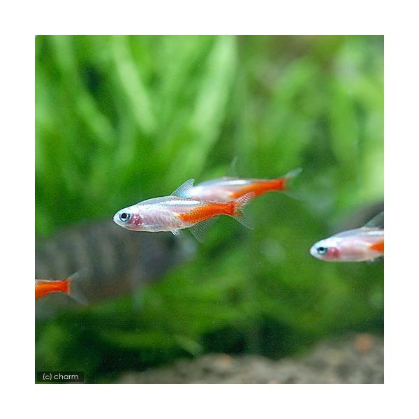 _aqua　fish_database　熱帯魚・エビ他　カージナル・ネオン系　ホワイトダイヤモンドネオン　ビギナーにオススメ　ホワイトプラチナ・ネオン　ホワイトダイヤモンドヘッドネオン　ピンクダイオヤモンド・ネオン　20120516　ＭＳ　...