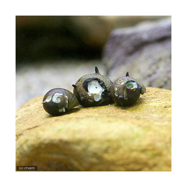 PF_SPQ　_aqua　熱帯魚・エビ他　貝　Ｂ品　サザエ石巻貝　１匹　Ｃｌｉｔｈｏｎ　ｃｏｒｏｎａ　ｂｒｅｖｉｓｐｉｎａ　ｓｏｕｌｅｙｅｔａｎｕｓ　ｆｌａｖｏｖｉｒｅｎｓ　食べさせる　水槽壁面のコケを綺麗にする　熱帯魚　毬鹿子貝　毬鹿の子...