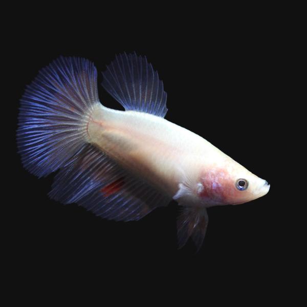PF_SPQ　熱帯魚・エビ他　ベタ・グラミー・アナバス　改良ベタ　ハーフムーン　Ｂｅｔｔａ　ｓｐｌｅｎｄｅｎｓ　ｖａｒ．　ベタ・ハーフムーン　メス　１匹　wild-kairyo_betta　20140704　YI　kaijyo　knku_0...