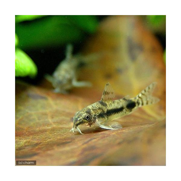 チャーム Yahoo 店