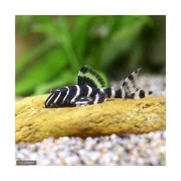 PF_SPQ　熱帯魚・エビ他　プレコタイガー・ペコルティア系　エンペラーペコルティア　Ｓサイズ　１匹　fish_database　Ｌ２０４　ぺコルティア系　フラッシュペコルティア　ゴールドラインプラチナゼブラプレコ　ペルーインペリアルゼブラ...