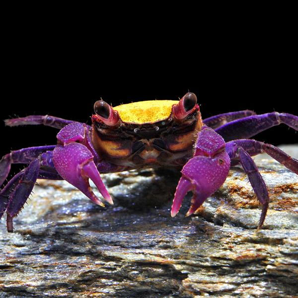 HM　ファスナーチャーム　ジップアクセサリー　オレンジ　カニ　クラブ　蓄光 エビ・カニ）イエローバンパイア・クラブ（3匹） 北海道・九州航空便