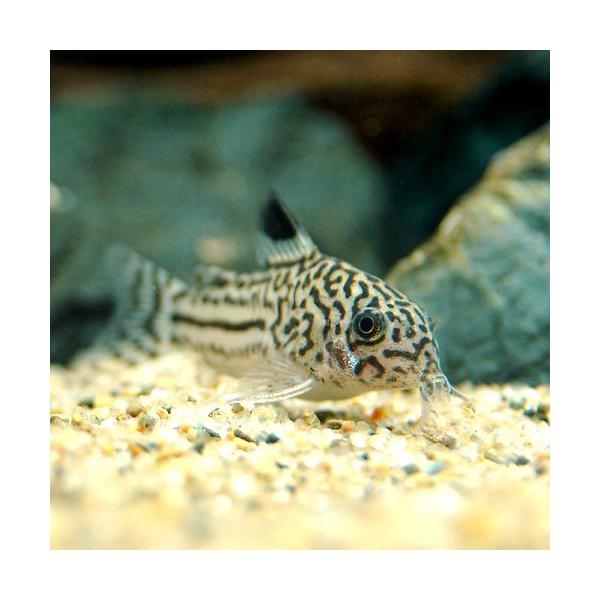 熱帯魚・エビ他　コリドラス　ショートノーズ　コリドラストリリネアータス　ブリード　Ｃｏｒｙｄｏｒａs　ｔｒｉｌｉｎｅａｔｕs　トリリネジュリー　３匹　ＣＢ　ビギナーにオススメ　ws　YH　corydoras_roachri　movie_12...