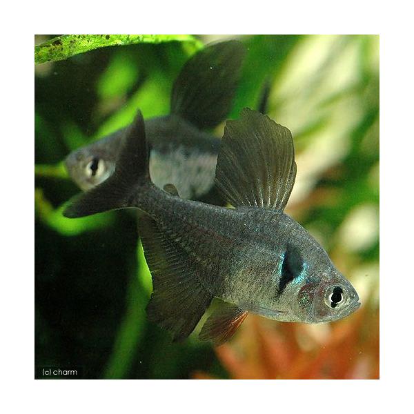 _aqua　熱帯魚・エビ他　南米産　小型種　ハイフェソブリコン　ファントム系　ブラックファントムテトラ　１２匹　20120704　HTK　ビギナーにオススメ　ビギナー小型向け生体　phantomtetra　MS0104　熱帯魚生体　kaij...