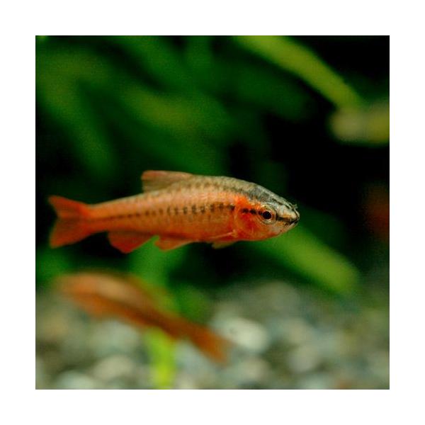 _aqua　熱帯魚・エビ他　コイ　ラスボラ等　種類で選ぶ　バルブ　プンティウス　系　▼チェリー・バルブ　１２匹　《北海道・九州・沖縄航空便要保温》　Ｐｕｎｔｉｕｓ　ｔｉｔｔｅｙａ　20120704　HTK　tksnknit_1000　sna...