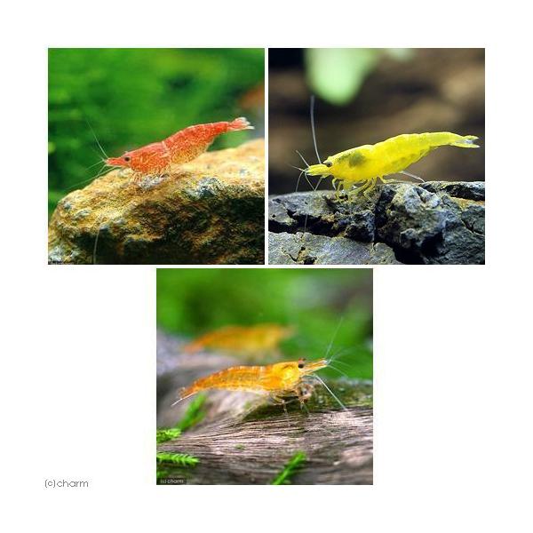 cherry_set　熱帯魚・エビ他　ヌマエビ系　チェリーレッドシュリンプ　イエローチェリーシュリンプ　オレンジチェリーシュリンプ　１８匹　チェリー・トリオ　seitai_set　20120721　ＤＫ　MS0104　エビ生体　kaijyo...