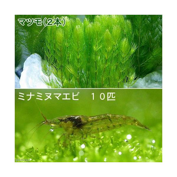 エビ 水草 ミナミヌマエビ １０匹 マツモ ５本 Buyee Buyee 日本の通販商品 オークションの代理入札 代理購入