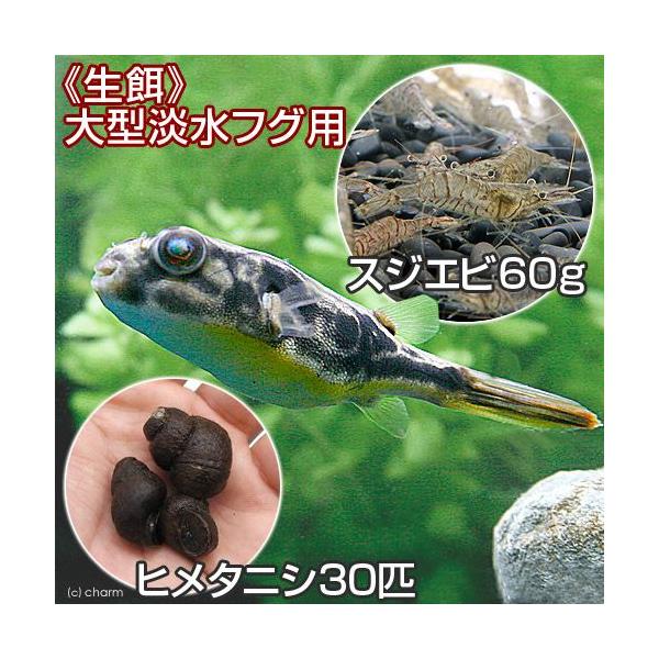 スジエビ 総合 Favofavoitems