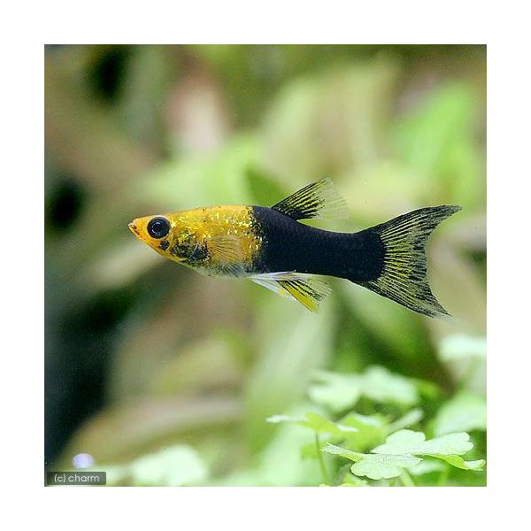 熱帯魚 サイアミーズ フライングフォックス 九州 北海道 沖縄航空便要保温960円 2匹 【アウトレット送料無料】 フライングフォックス 熱帯魚 サイアミーズ フライングフォックス 九州 北海道 沖縄航空便要保温960円 2匹 【アウトレット送料無料】 フライングフォックス