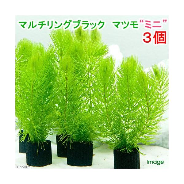 水草 メダカ 金魚藻 マルチリングブラック 黒 マツモ ミニ 無農薬 ３個 Buyee Buyee Japanese Proxy Service Buy From Japan Bot Online