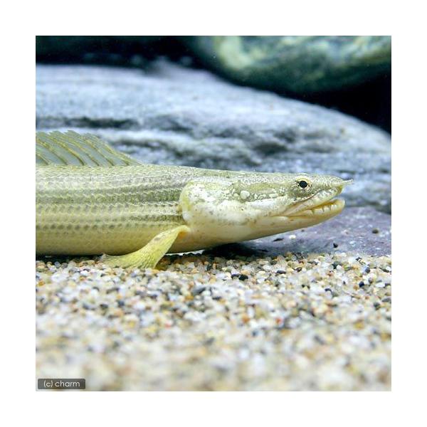 熱帯魚）ポリプテルス・ビキール・ビキール トゥルカナ（カミハタ