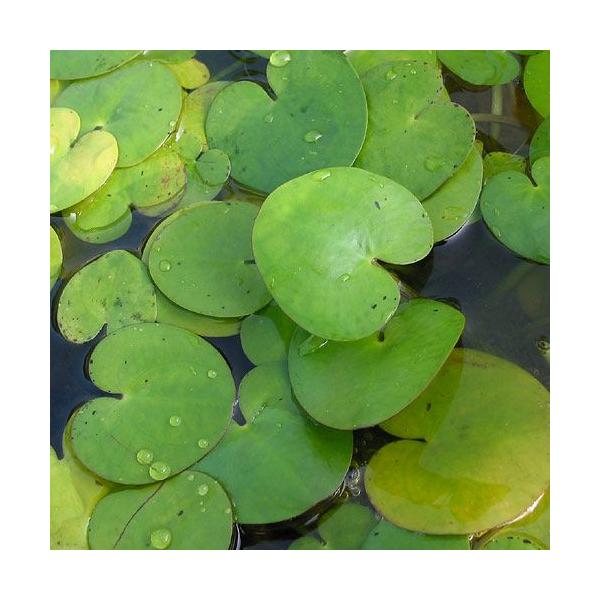 （ビオトープ）水生植物　トチカガミ（１株）　浮葉植物　日本産水草