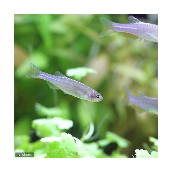 PF_SPQ　fish_database　熱帯魚・エビ他　コイ（ラスボラ等）　種類で選ぶ　ダニオ系　パール・ダニオ　６匹　小型種　Ｄａｎｉｏ　ａｌｂｏｌｉｎｅａｔｕｓ　パールダニオ　20130124　MS　_fish　_aqua　MS010...