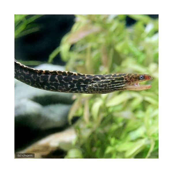 PF_SPQ　sfset　_aqua　fish_database　熱帯魚・エビ他　その他の熱帯魚　その他の仲間　１匹　イエローマーブル淡水ウツボ　ヤマウツボ　フレッシュウォーターレオパードモーレイ　?コクハンカワウフボ　フレッシュウォーター...