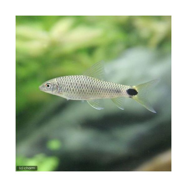 PF_SPQ　_aqua　fish_database　熱帯魚・エビ他　ローチの仲間　タニノボリ・吸い付き系　シルバー・フライングフォックス　１匹　コイ　ラスボラ等　その他　アルジーイータ　フライングフォックスアルジーイーター　アイスポットア...