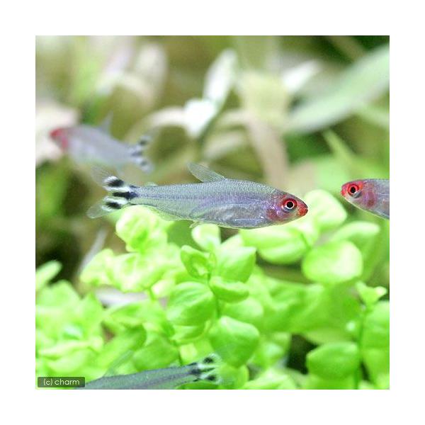 _aqua　熱帯魚・エビ他　カラシン　テトラ等　南米産　小型種　ヘミグラムス系　ラミーノーズ・テトラ　１２匹nepoint　Ｈｅｍｉｇｒａｍｍｕs　ｂｌｅｈｅｒｉ　20130227　MS_rmnozfis　fuyuse-ru01230130...