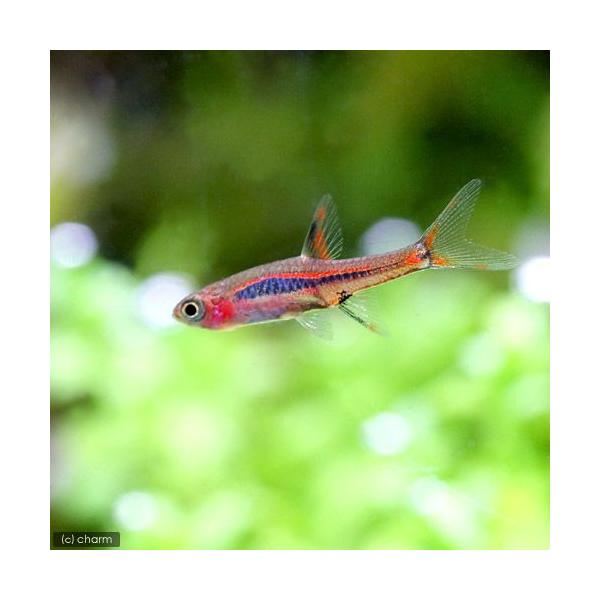 PF_SPQ　_aqua　熱帯魚・エビ他　コイ　ラスボラ等　種類で選ぶ　ボララス系　ボララス・ブリジッタエ　３匹　小型種　ボララスブリギッタエ　小型水槽用小型コイ　Ｂｏｒａｒａｓ　ｂｒｉｇｉｔｔａｅ　tgwgh85　20120723　ＹＩ　...