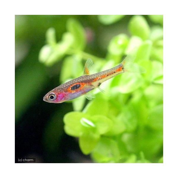 _aqua　熱帯魚・エビ他　コイ　ラスボラ等　種類で選ぶ　ボララス系　ボララス・メラー　６匹　小型種　ラスボラ系　小型水槽用小型コイ　Ｂｏｒａｒａｓ　ｍｅｒａｈ　20120723　ＹＩ　kaijyo　top_fish0930　MS0104　...