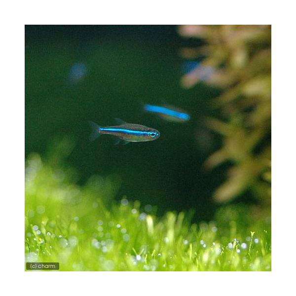 PF_SPQ　熱帯魚・エビ他　カラシン　テトラ等　南米産　小型種　カージナル・ネオン系　グリーンネオン　５匹　cool　Ｐａｒａｃｈｅｉｒｏｄｏｎ　ｓｉｍｕｌａｎｓ　ロングラインネオン　グリーンネオンはこちら　20120723　ＹＩ　coo...