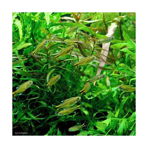 PF_SPQ　_aqua　熱帯魚・エビ他　カラシン　テトラ等　南米産　小型種　ハチェット系　シルバーチップ・テトラ　５匹　ビギナーにオススメ　ハセマニアナナ　Ｈａｓｅｍａｎｉａ　ｎａｎａ　20120723　ＹＩ　Hasemanianana　...