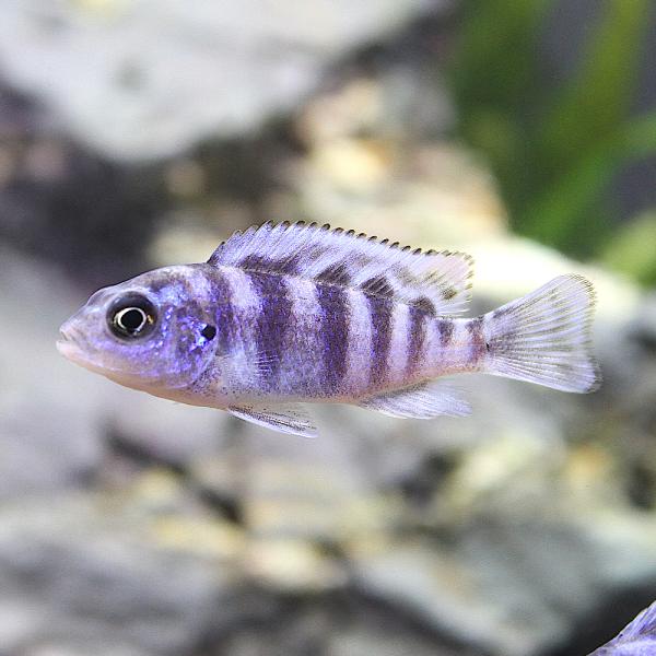 _aqua　熱帯魚・エビ他　シクリッド　種類で選ぶ　アフリカンシクリッド　ゴールデンゼブラ・シクリッド　８匹　アフリカ産　ビギナーにオススメ　ムブナ　Ｍｂｕｎａ　Ｐｓｅｕｄｏｔｒｏｐｈｅｕｓ　ｌｏｍｂａｒｄｏｉ　Ｍａｙｌａｎｄｉａ　cich...