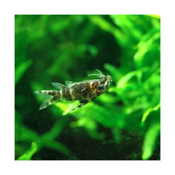 チャーム（charm） （熱帯魚）サカサナマズ（5匹） 北海道・九州航空