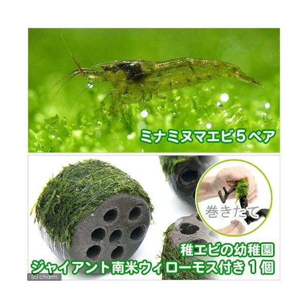 エビ 水草 ミナミヌマエビ ５ペア 巻きたて 稚エビの幼稚園 ジャイアント南米ウィローモス付 １個 1428 チャーム Charm ヤフー店 通販 Yahoo ショッピング