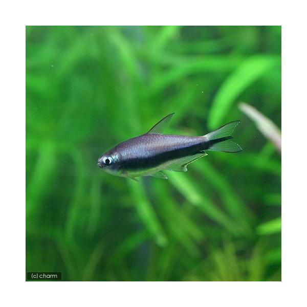 PF_SPQ　_aqua　熱帯魚・エビ他　カラシン　テトラ等　南米産　小型種　ネマトブリコン　エンペラー系　エンペラー・テトラ　３匹　Ｎｅｍａｔｏｂｒｙｃｏｎ　ｐａｌｍｅｒｉ　ビギナーにオススメ　20120723　ＹＩ　kaijyo　MS0...