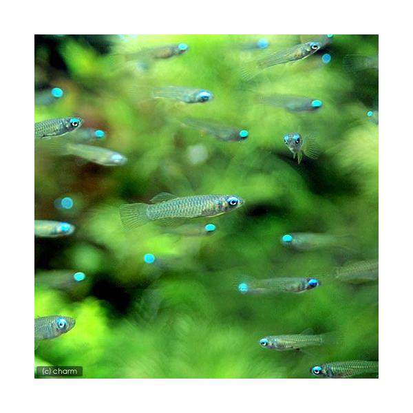 PF_SPQ　_aqua　熱帯魚・エビ他　ランプアイ・卵生メダカ　ランプアイ系　アフリカン・ランプアイ　Ｓサイズ　Ｍサイズ　５匹　メダカの仲間　ビギナーにオススメ　cool　ノルマニー　20120723　ＹＩ　coolfish_nettai...