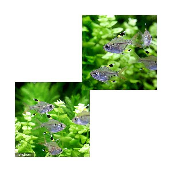 熱帯魚 バルーン プリステラ ５匹 北海道 九州航空便要保温 Buyee Buyee 日本の通販商品 オークションの代理入札 代理購入