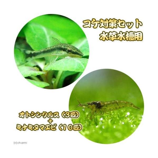 熱帯魚 エビ コケ対策セット 水草水槽用 オトシンクルス ３匹 ミナミヌマエビ １０匹 Buyee Buyee Japanese Proxy Service Buy From Japan Bot Online