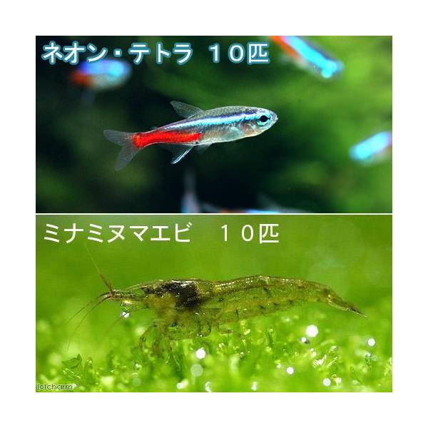 _aqua　熱帯魚・エビ他　カラシン　テトラ等　南米産　小型種　カージナル・ネオン系　ネオンテトラ　１０匹　ビギナーにオススメ　ミナミ　ミナミヌマエビ　厳選水草用お勧め商品　食べさせる　▼ミナミヌマエビ　set_tetora0711　sei...
