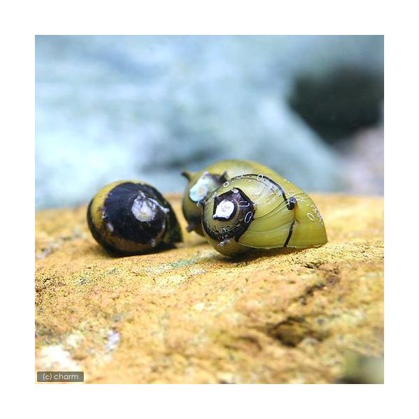 _aqua　熱帯魚・エビ他　貝　Ｂ品　カラーサザエ石巻貝　１０匹　ビオトープにおすすめの生体　食べさせる　水槽壁面のコケを綺麗にする　毬鹿子貝　毬鹿の子貝　スパイラルホーンスネール　カラーイガカノコガイ　20120829　ＭＳ　VjZLwO...