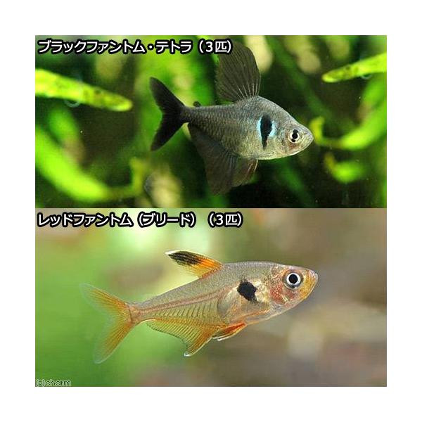 熱帯魚・エビ他　カラシン　テトラ等　南米産　小型種　ハイフェソブリコン　ファントム系　ブラックファントムテトラ　レッドファントムテトラ　３匹　Ｈｙｐｈｅｓｓｏｂｒｙｃｏｎ　ｍｅｇａｌｏｐｔｅｒｕｓ　ビギナーにオススメ　ビギナー小型向け生体　...