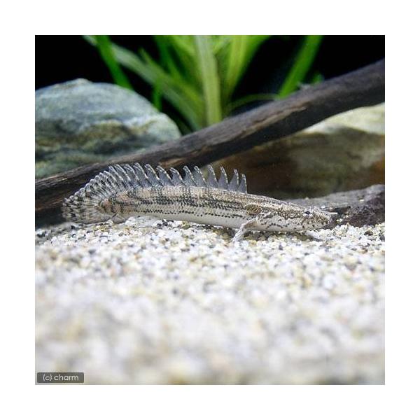 ラプエン ラプラディ×エンドリケリー 約35㎝ チャーム（charm） （熱帯魚）ポリプテルス・ビキール・ラプラディ