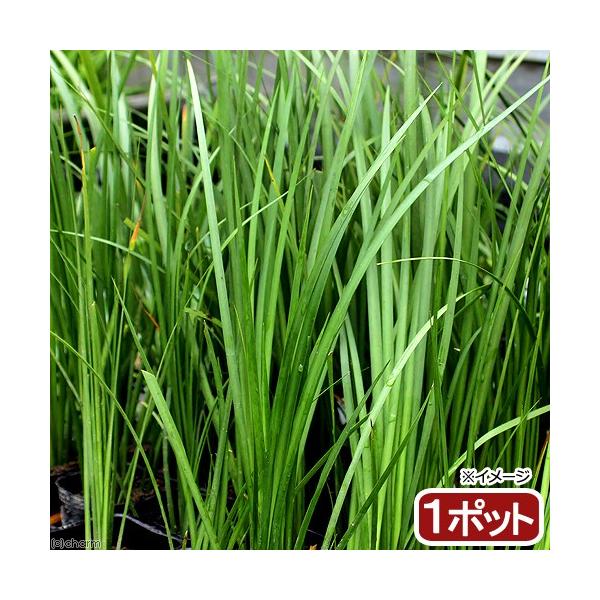 金魚・メダカ　_aqua　_gardening　ビオトープ　水辺植物　水生植物　ガーデニング　その他水辺植物　all_plants　植物　植物生体　ガーデニング生体　育て方　育成方法　栽培方法　湿性植物　opa2_delete　pointy...