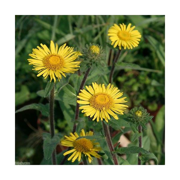 _aqua　_gardening　金魚・メダカ　水辺植物　水生植物　有茎種　枝もの　ガーデニング　all_plants　20110309　bio_130715　植物　植物生体　ガーデニング生体　育て方　育成方法　栽培方法　湿性植物　opa2...