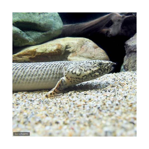 熱帯魚）ポリプテルス・オルナティピンニス Lサイズ（約28