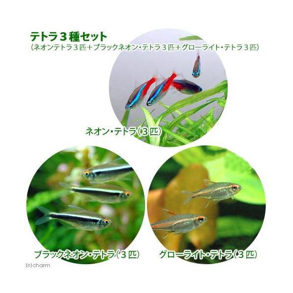 _aqua　熱帯魚・エビ他　カラシン　テトラ等　南米産　小型種　カージナル・ネオン系　ショートノーズ　６０ｃｍ水槽用定番セット　小型魚　初心者　セット　ビギナーにオススメ　seitai_set　Ｐａｒａｃｈｅｉｒｏｄｏｎ　ｉｎｎｅｓｉ　Ｈｙ...