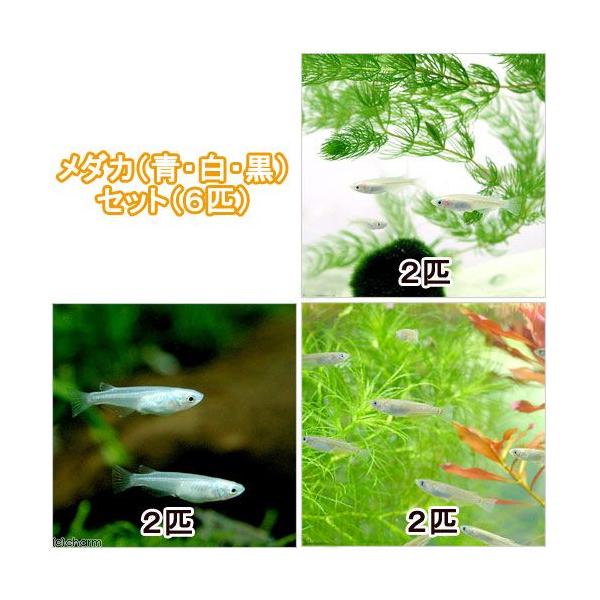 _aqua　Ｏｒｙｚｉａｓ　ｌａｔｉｐｅｓ　ｖａｒ．　ビオトープにおすすめの生体　biotope　熱帯魚　エビ他　日本産メダカ　青メダカ　白メダカ　クロメダカ　20130511　start_biotope　自由研究金魚　kin_med140...