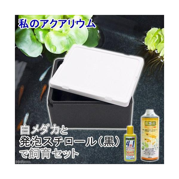 i߂jij̏ȃANAE@_JƔAX`[ijŎZbg@t@{Bl@llR_