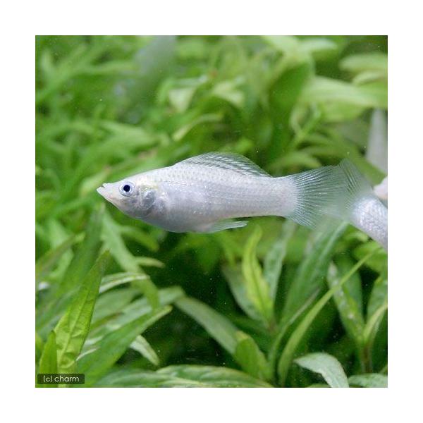 PF_SPQ　fish_database　熱帯魚・エビ他　プラティ・卵胎生メダカ　ソードテール・モーリー　シルバーモーリー　４匹　メダカの仲間　ビギナーにオススメ　Ｐｏｅｃｉｌｉａ　ｓｐｈｅｎｏｐｓ　ｖａｒ．　20130617　ＹＩ　_fi...