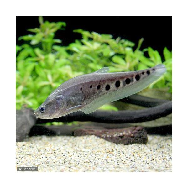 PF_SPQ　古代魚・大型魚　その他　_aqua　熱帯魚・エビ他　fish_database　古代・大型魚　スポッテッドナイフフィッシュ　ナイフフィッシュ　Ｓサイズ　１匹　Ｃｈｉｔａｌａ　ｏｒｎａｔａ　ナギナタナマズ　スポットナイフ　スポッ...