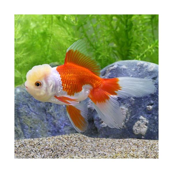 fish_database　オランダ型　熱帯魚・エビ他　金魚　サラサオランダ　飯田産　シシガシラ　Ｃａｒａｓｓｉｕｓ　ａｕｒａｔｕｓ　ｖａｒ　20130621　ＤＮ　kaijyo