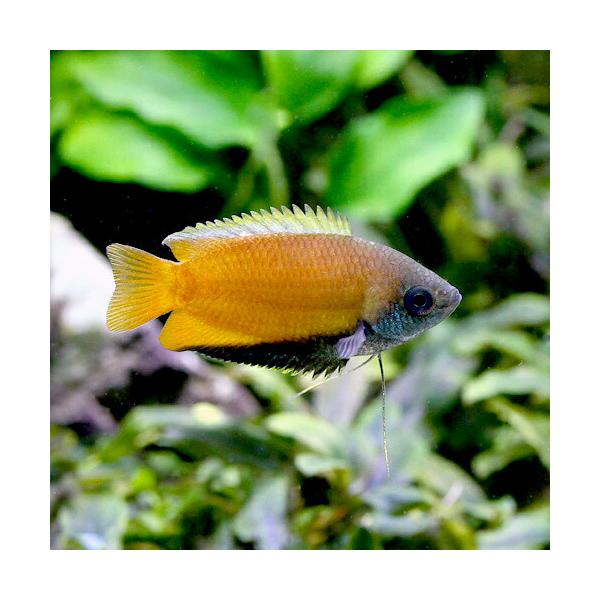 PF_SPQ　muryotassei_800_899　_aqua　熱帯魚・エビ他　グラミー・アナバス　グラミー・リコリス　ハニー・ドワーフグラミー　1匹　Ｃｏｌｉｓａ　ｓｏｔａ　Ｔｒｉｃｈｏｇａｓｔｅｒ　ｃｈｕｎａ　グラミー　グラミーの仲間...